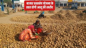 UP में किसानों से होगी 20 लाख टन आलू की खरीद, सरकार से मिली मंजूरी.. इतने रुपये क्विंटल होगा रेट