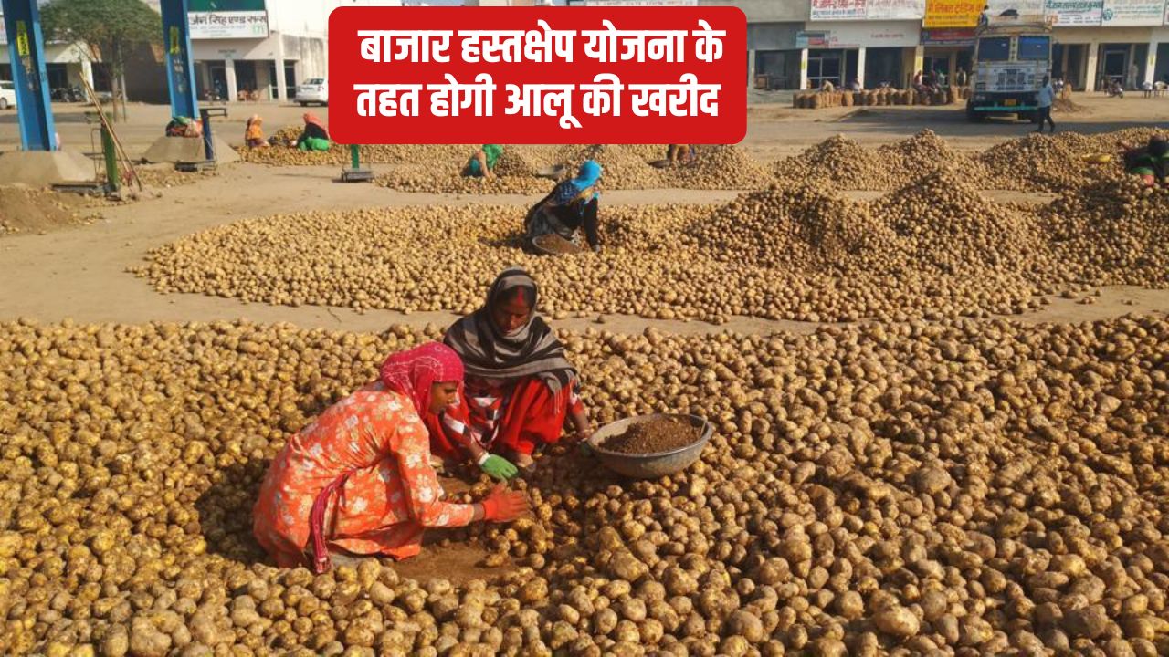 UP में किसानों से होगी 20 लाख टन आलू की खरीद, सरकार से मिली मंजूरी.. इतने रुपये क्विंटल होगा रेट