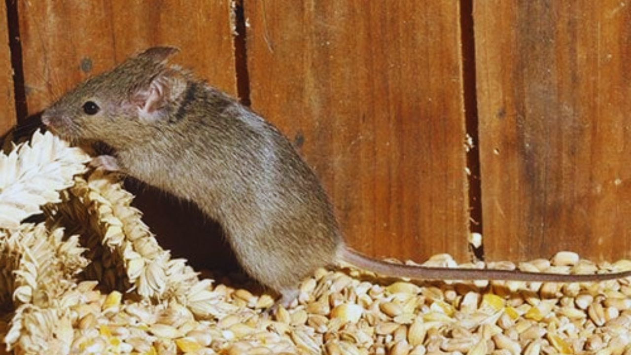 Rattle Pest Ban: बिहार में किसानों और आम लोगों के लिए बड़ा अलर्ट! रैटल पेस्ट की बिक्री पर लगा बैन
