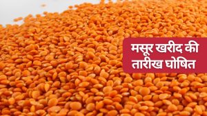 इस राज्य के लिए केंद्र से मसूर खरीद को मंजूरी मिली, किसानों को 300 रुपये बढ़ाकर मिलेगा भाव इस राज्य के लिए केंद्र से मसूर खरीद को मंजूरी मिली, किसानों को 300 रुपये बढ़ाकर मिलेगा भाव