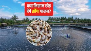 बीमारी फैलने से झींगा किसानों को नुकसान, 2000 रुपये तक गिरा रेट.. अब मिलेगी सब्सिडी ? बीमारी फैलने से झींगा किसानों को नुकसान, 2000 रुपये तक गिरा रेट.. अब मिलेगी सब्सिडी ?