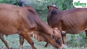 दूध की रानी गिर गाय से बदल रही किसानों की किस्मत, कम मेहनत में बन रहा बड़ा कमाई का रास्ता दूध की रानी गिर गाय से बदल रही किसानों की किस्मत, कम मेहनत में बन रहा बड़ा कमाई का रास्ता