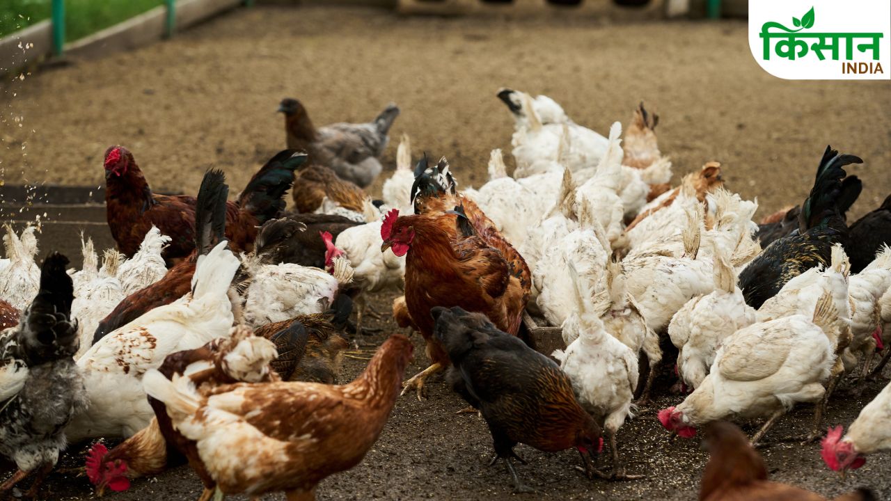 Best Poultry Breeds: मुर्गी पालन के लिए बेस्ट 5 देसी नस्लें, कम खर्च में बढ़ेगा फार्म और कमाई