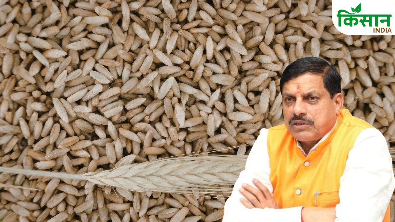 गेहूं खरीद पर बड़ा ऐलान, मुख्यमंत्री ने खरीद की अंतिम तारीख बढ़ाने की घोषणा की