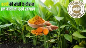 कैंसर दवा बनाने में इस्तेमाल होती है ये हल्दी, मई में करें बुवाई और 8 महीने में फसल तैयार.. कमाई भी होगी तगड़ी कैंसर दवा बनाने में इस्तेमाल होती है ये हल्दी, मई में करें बुवाई और 8 महीने में फसल तैयार.. कमाई भी होगी तगड़ी