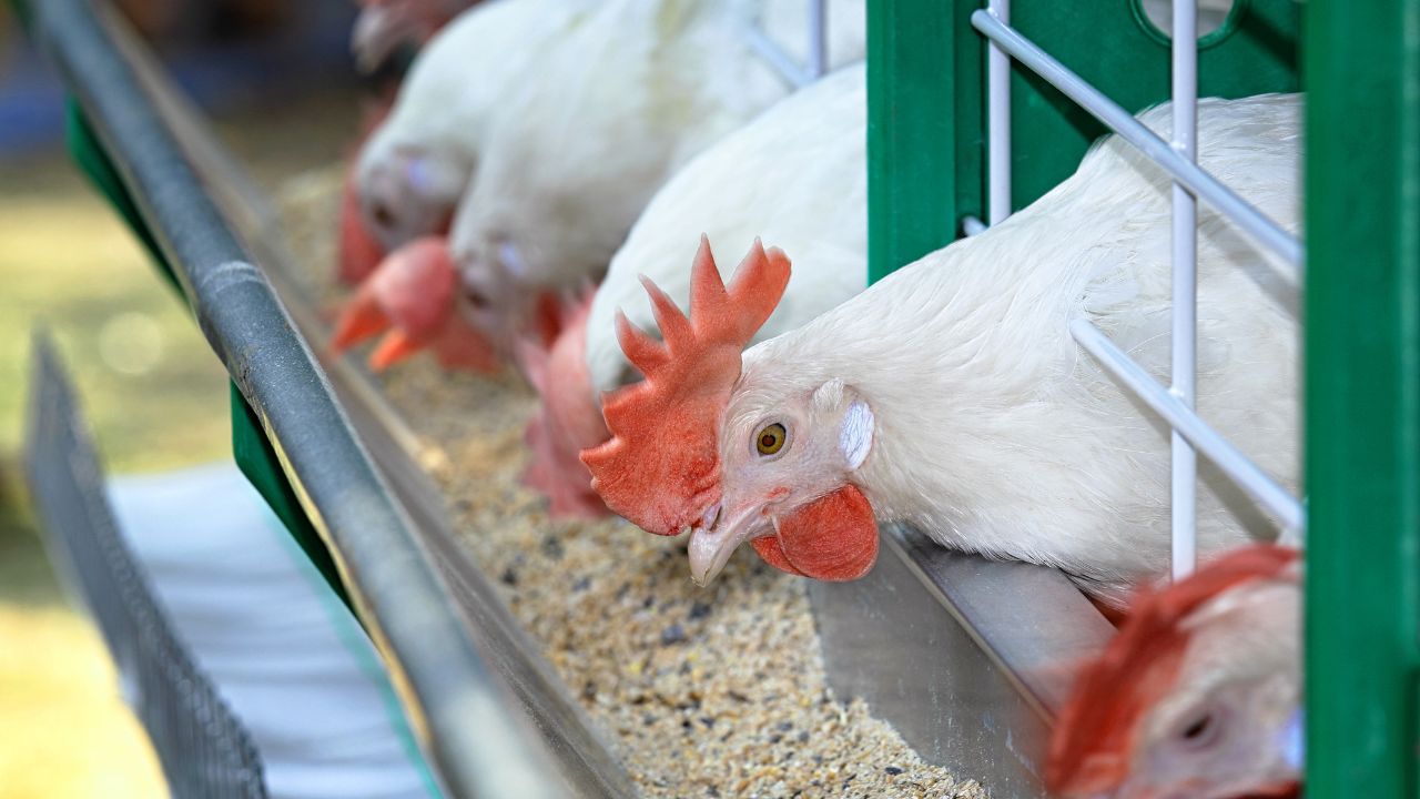 Bihar Poultry Hub: बिहार सरकार ने पोल्ट्री हब बनाने को मंजूरी दी, दूसरे राज्यों से नहीं खरीदना पड़ेगा मुर्गा-अंडा