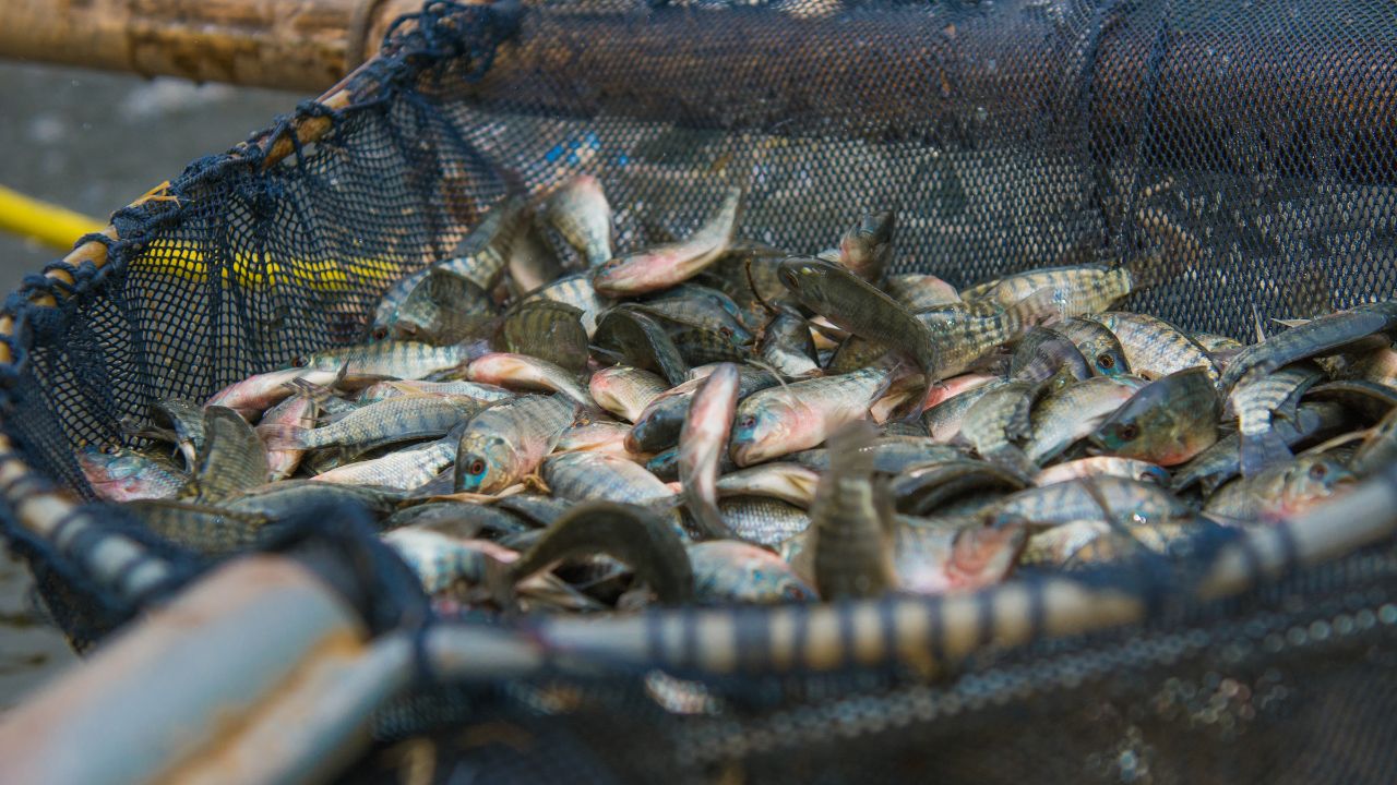 Fish Farming Guide for April: मछली पालन को लेकर बिहार सरकार की एडवाइजरी, ये काम नहीं किए तो होगा बड़ा नुकसान