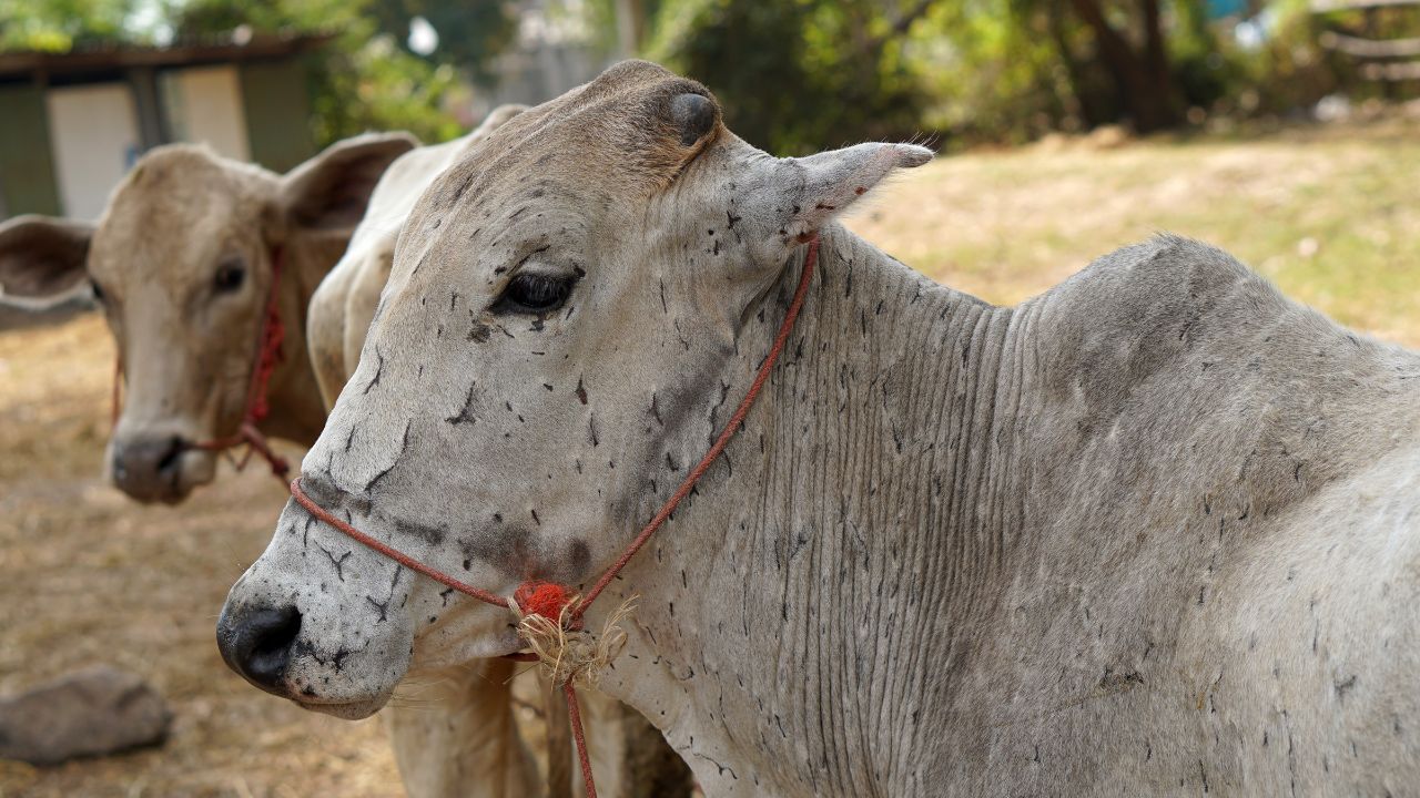 लम्पी बीमारी ने बढ़ाई टेंशन… एक छोटी लापरवाही से पशु, दूध और हजारों की कमाई पर संकट