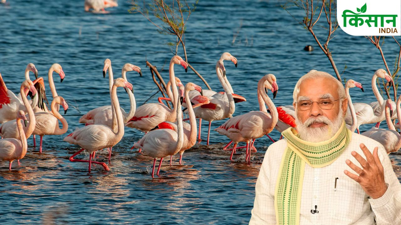 कच्छ की फ्लेमिंगो सिटी के दीवाने हुए पीएम मोदी, लाखों पक्षियों को बताया ‘लाखा जी के बाराती’