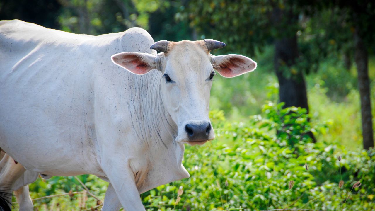 Expert Tips: गायों में हीट स्ट्रेस से घटता है दूध, जौ का दलिया और हरा चारा सबसे कारगर उपाय