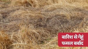 गेहूं फसल नुकसान पर 50 हजार रुपये एकड़ मिलेगा मुआवजा? बारिश-आंधी में किसानों को भारी नुकसान गेहूं फसल नुकसान पर 50 हजार रुपये एकड़ मिलेगा मुआवजा? बारिश-आंधी में किसानों को भारी नुकसान