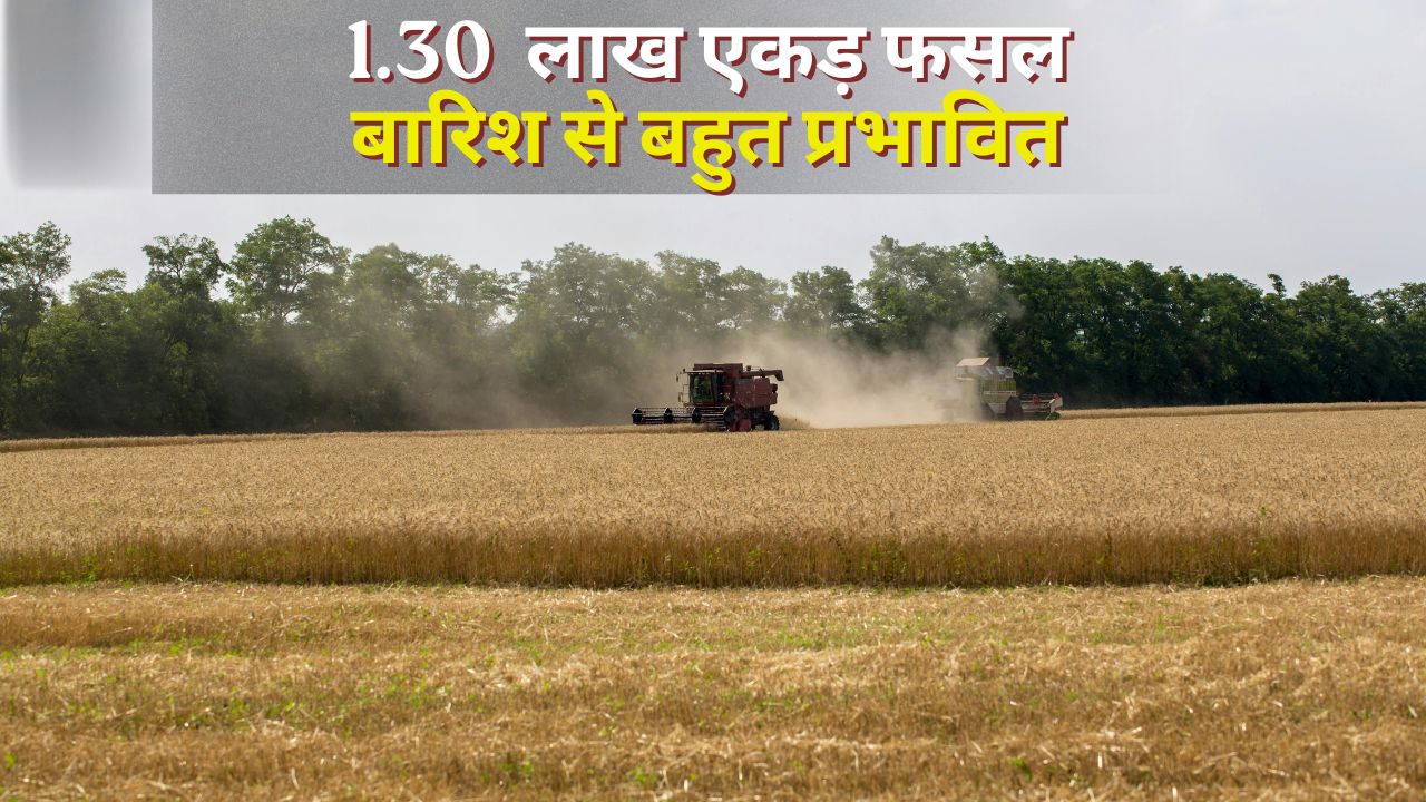 राजस्थान के बाद पंजाब को भी मिलेगी गेहूं खरीद के मानकों में छूट, जांच के लिए पहुंची 9 सदस्यीय टीम