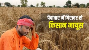 गेहूं किसानों को इस बार प्रति एकड़ 5000 रुपये का नुकसान, वजह जान चौंक जाएंगे आप गेहूं किसानों को इस बार प्रति एकड़ 5000 रुपये का नुकसान, वजह जान चौंक जाएंगे आप