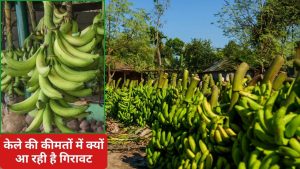 केला किसानों को नुकसान, 27000 रुपये टन से कीमत गिरकर पहुंची 11000 रुपये पर.. कब बढ़ेगा भाव केला किसानों को नुकसान, 27000 रुपये टन से कीमत गिरकर पहुंची 11000 रुपये पर.. कब बढ़ेगा भाव