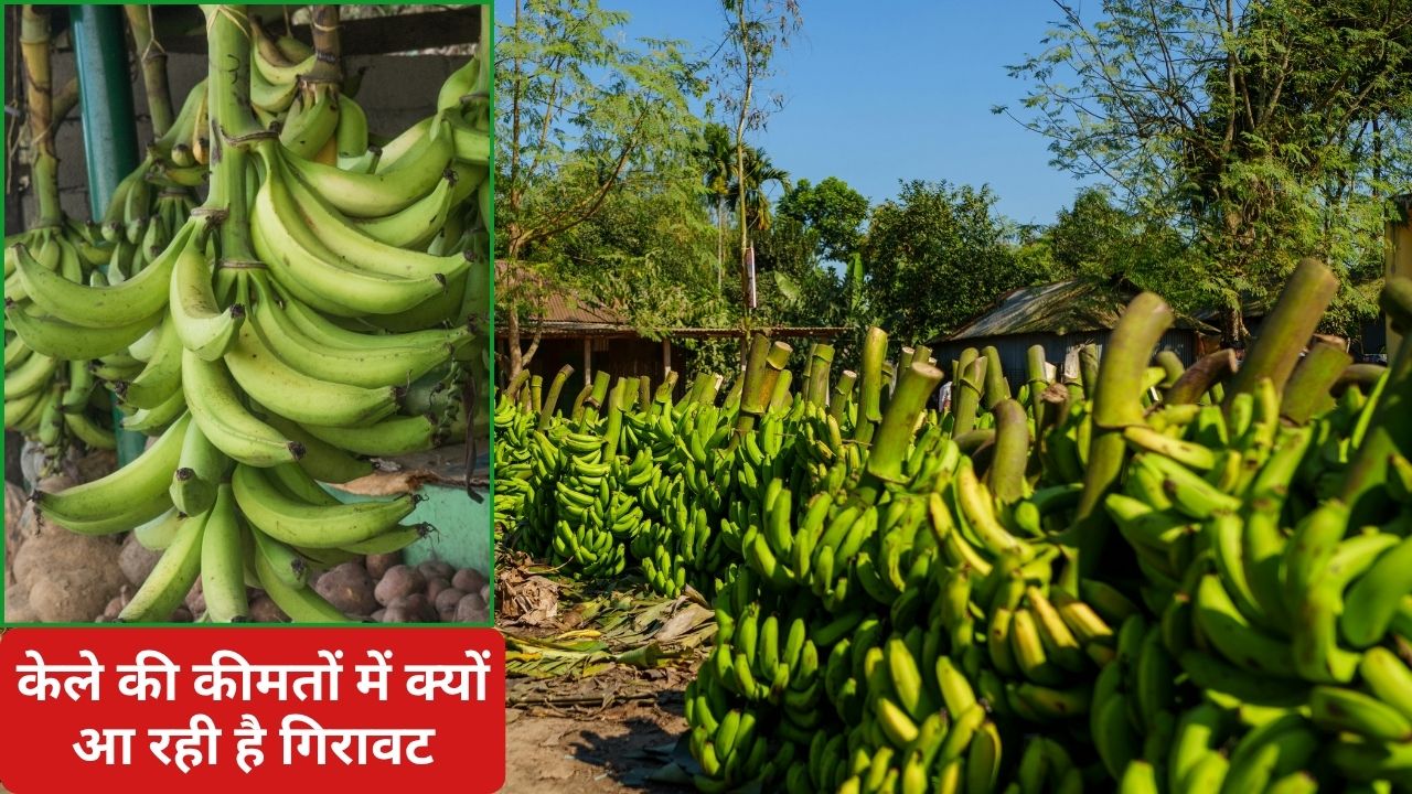 केला किसानों को नुकसान, 27000 रुपये टन से कीमत गिरकर पहुंची 11000 रुपये पर.. कब बढ़ेगा भाव