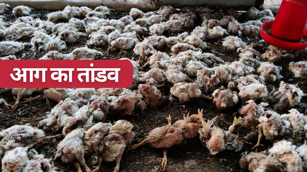 ऐसा क्या हुआ कि पल भर में मर गईं 6000 मुर्गियां और 4 मवेशी, बेतूल में दिखा खौफनाक मंजर!