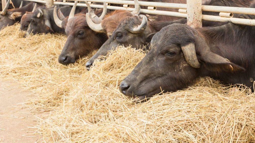 भैंसों की त्वचा गहरी होती है और उनमें पसीने की ग्रंथियां कम होती हैं. इसी वजह से वे गर्मी को जल्दी सहन नहीं कर पातीं और हीट स्ट्रेस का शिकार हो जाती हैं. भैंसों की त्वचा गहरी होती है और उनमें पसीने की ग्रंथियां कम होती हैं. इसी वजह से वे गर्मी को जल्दी सहन नहीं कर पातीं और हीट स्ट्रेस का शिकार हो जाती हैं.