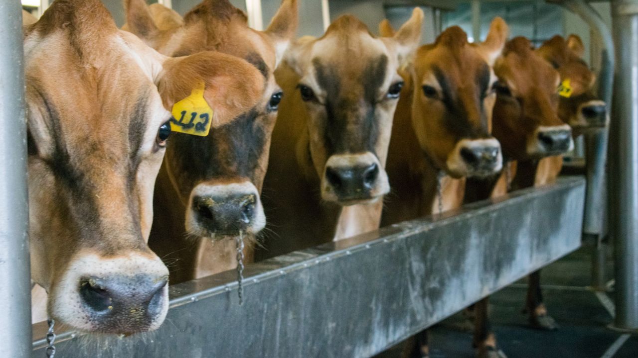 Dairy Farming: क्या आपकी गाय-भैंस भी नहीं खा रही चारा? ये गलतियां बर्बाद कर रही है आपकी डेयरी, जानें