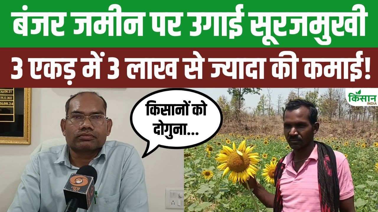 सूरजमुखी की खेती ने बदली किसान की किस्मत, बंजर जमीन से लाखों की कमाई कर बना आसपास के लिए मिसाल