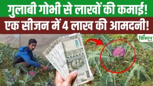गुलाबी गोभी की खेती से बदली किसान की किस्मत, उत्तराखंड में एक सीजन में 4 लाख की शानदार कमाई गुलाबी गोभी की खेती से बदली किसान की किस्मत, उत्तराखंड में एक सीजन में 4 लाख की शानदार कमाई