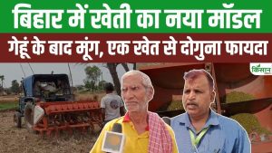 बिहार के नवादा में सीधी बुआई से मूंग की बंपर पैदावार, कम लागत में किसान कर रहे दोगुनी कमाई का कमाल बिहार के नवादा में सीधी बुआई से मूंग की बंपर पैदावार, कम लागत में किसान कर रहे दोगुनी कमाई का कमाल