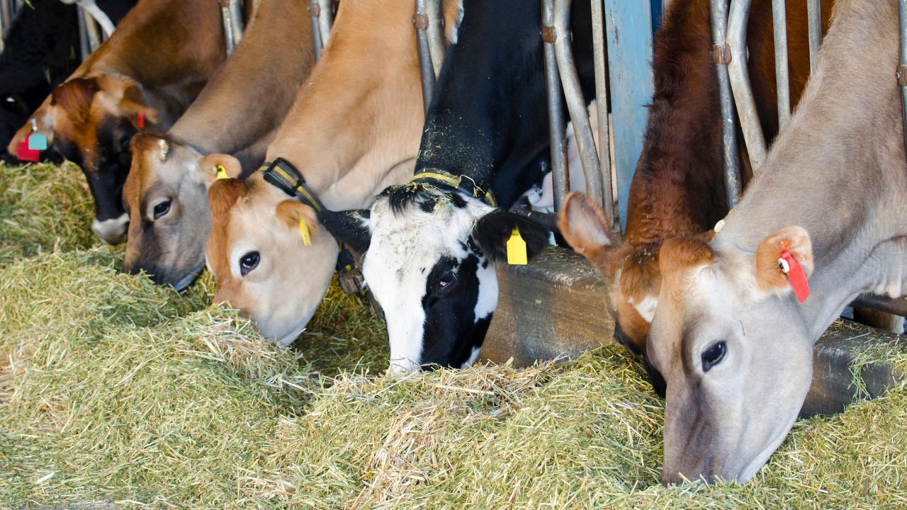 Dairy Farming: मौसम बदलते ही दुधारू पशु पड़े बीमार? तुरंत अपनाएं एक्सपर्ट के बताए ये 6 जबरदस्त तरीके
