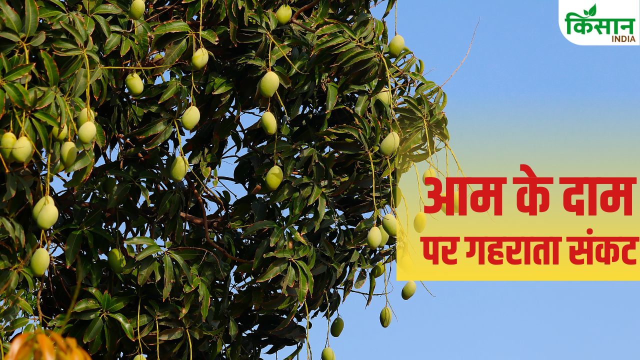 UP के आम किसानों की कमाई हो सकती है फीकी, आंध्र प्रदेश से निर्यात ठप.. जानें क्या है वजह