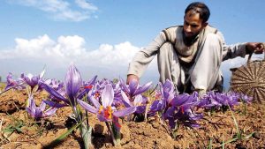 कश्मीर में केसर उत्पादन गिरा, साही के हमलों और मौसम ने मिलकर किसानों की बढ़ाई मुश्किलें कश्मीर में केसर उत्पादन गिरा, साही के हमलों और मौसम ने मिलकर किसानों की बढ़ाई मुश्किलें