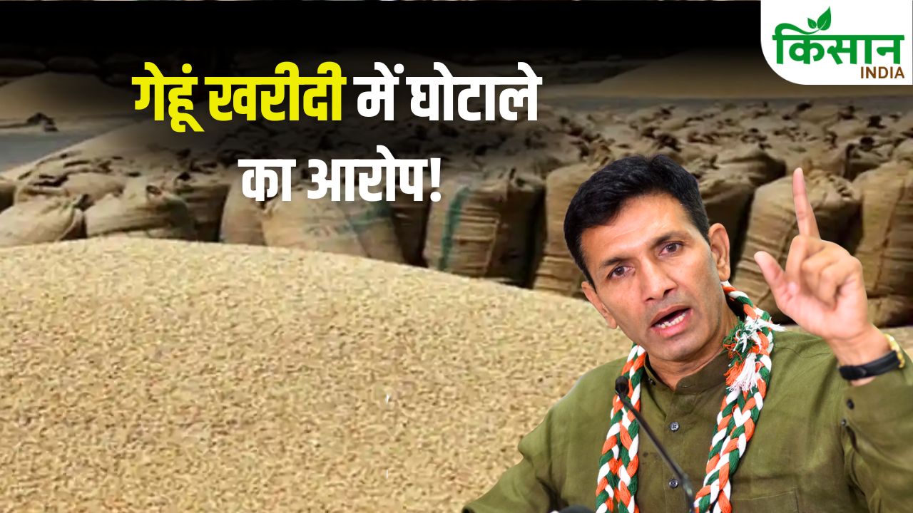 एमपी में MSP पर नहीं हो रही गेहूं खरीद? जीतू पटवारी ने सरकार पर लगाए घोटाले के आरोप