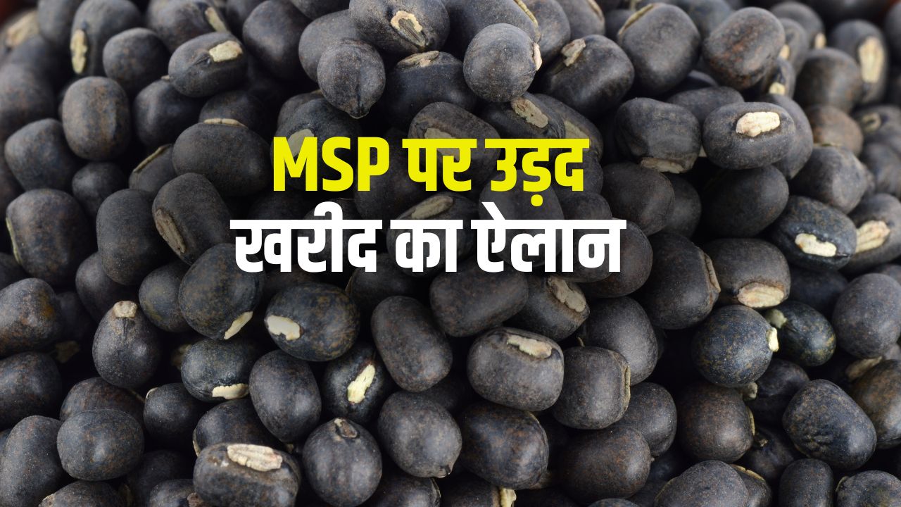 उड़द खरीद पर मिलेगा 600 रुपये क्विंटल बोनस, सरकार ने गेहूं खरीद मानकों में भी दी राहत