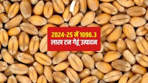 बारिश और ओलावृष्टि का नहीं हुआ असर.. देश में पिछले साल से ज्यादा गेहूं उत्पादन की उम्मीद बारिश और ओलावृष्टि का नहीं हुआ असर.. देश में पिछले साल से ज्यादा गेहूं उत्पादन की उम्मीद