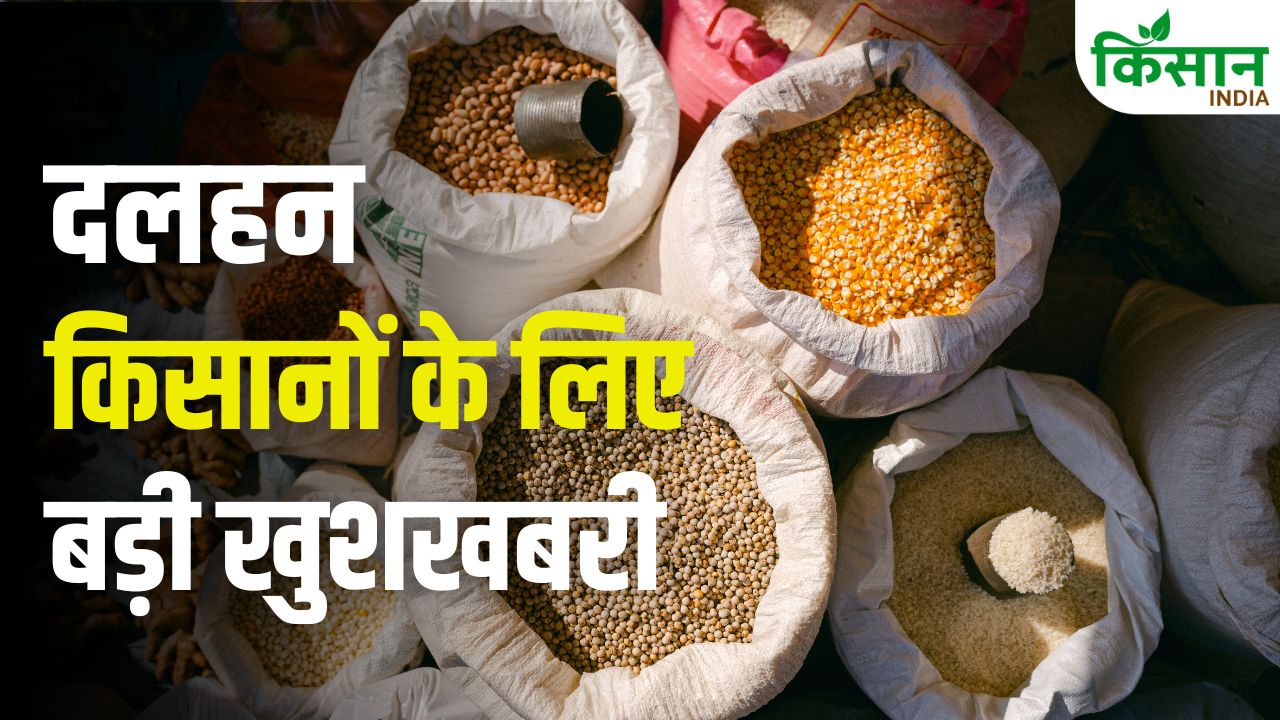 MSP पर बड़ा फैसला! बिहार में पहली बार दाल खरीद शुरू, छत्तीसगढ़ में किसानों को मिल रहा बेहतर दाम