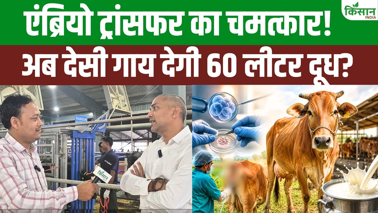 Embryo Transfer Technique: दूध की महंगाई का पक्का इलाज! एंब्रियो ट्रांसफर तकनीक से मचेगा गदर