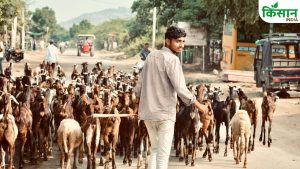 ऊंट समेत कई जानवरों की कुर्बानी पर लगा प्रतिबंध, बकरीद से पहले दिल्ली सरकार के नए नियम जारी
