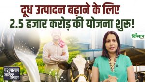 Kamdhenu Yojana: मध्य प्रदेश में 2500 करोड़ की डेयरी क्रांति, पशुपालकों की बढ़ने लगी कमाई Kamdhenu Yojana: मध्य प्रदेश में 2500 करोड़ की डेयरी क्रांति, पशुपालकों की बढ़ने लगी कमाई