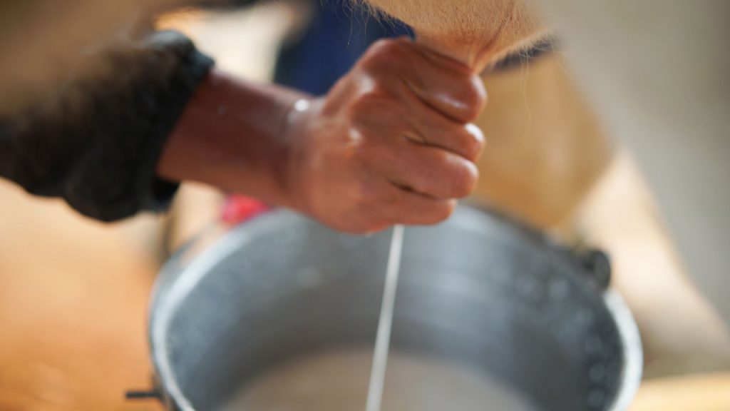 विभाग के अनुसार, दुहाई से पहले और बाद में थन की ठीक से सफाई न करने पर बैक्टीरिया का संक्रमण हो सकता है. इससे न केवल दूध की गुणवत्ता खराब होती है, बल्कि उत्पादन भी कम हो जाता है. विभाग के अनुसार, दुहाई से पहले और बाद में थन की ठीक से सफाई न करने पर बैक्टीरिया का संक्रमण हो सकता है. इससे न केवल दूध की गुणवत्ता खराब होती है, बल्कि उत्पादन भी कम हो जाता है.