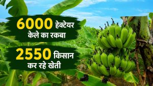 गंगा नदी के किनारे जैविक केले की खेती.. ‘नमामि गंगे परियोजना’ से किसानों की बदली किस्मत गंगा नदी के किनारे जैविक केले की खेती.. ‘नमामि गंगे परियोजना’ से किसानों की बदली किस्मत