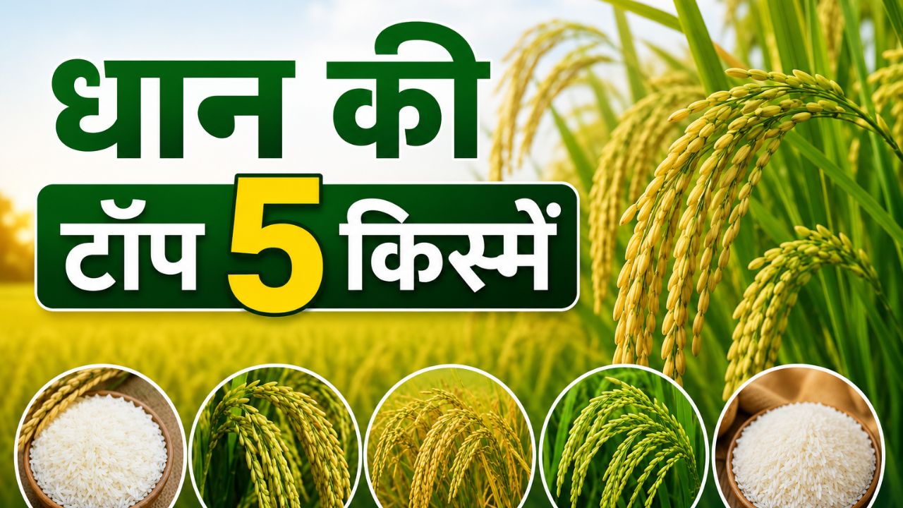 खरीफ सीजन में कौन सी धान की वैरायटी देगी ज्यादा मुनाफा? जानें किसानों के लिए सबसे फायदेमंद किस्में