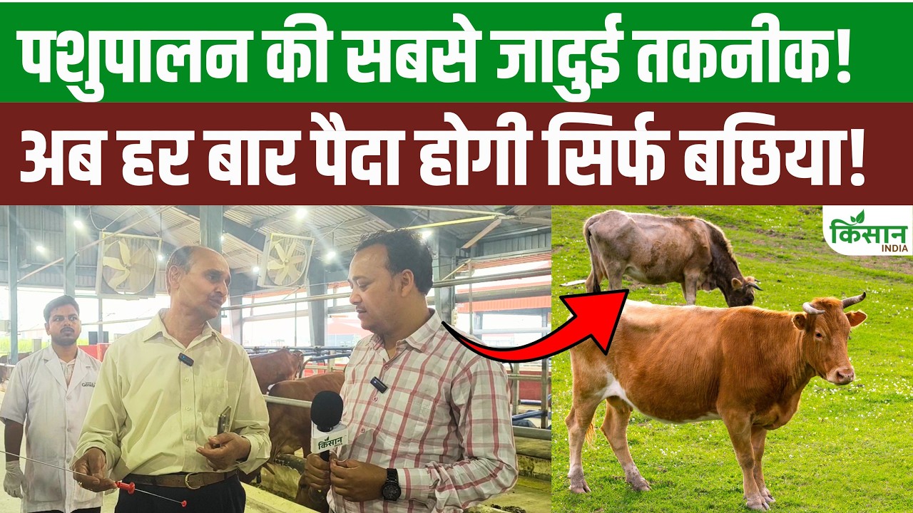पशुपालकों के लिए खुशखबरी! अब गाय देगी ज्यादा बछिया, जानिए नई तकनीक का पूरा फायदा