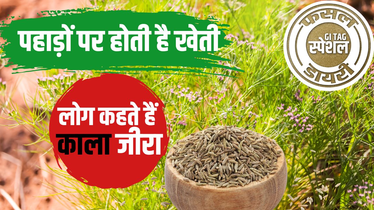 ‘पहाड़ों का काला सोना’ है यह फसल, खेती करने पर होगी मोटी कमाई.. जानें बुवाई का तरीका