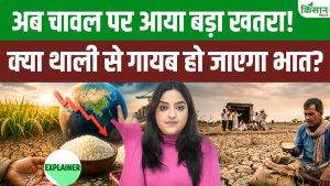 दुनिया में चावल उत्पादन घटने की चेतावनी, 11 साल बाद बढ़ सकती है कीमतों और खाद्य संकट की चिंता दुनिया में चावल उत्पादन घटने की चेतावनी, 11 साल बाद बढ़ सकती है कीमतों और खाद्य संकट की चिंता