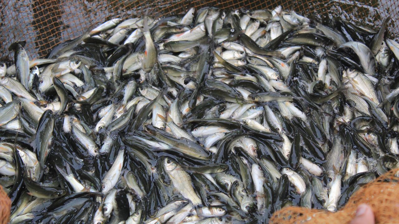 तालाब में तैरता मुनाफा! बिहार की इस योजना से किसानों की बढ़ रही कमाई, 90 फीसदी तक सब्सिडी