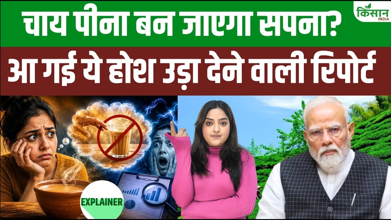 Tea Report: रिकॉर्ड कमाई के बावजूद संकट में भारतीय चाय बागान, बढ़ती लागत से उद्योग पर बड़ा खतरा