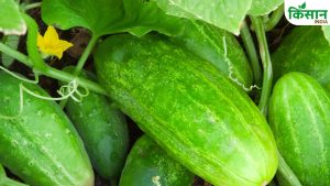 Cucumber Farming: गर्मी में खीरे की खेती से कमाएं ज्यादा मुनाफा, जानें सिंचाई का सही तरीका