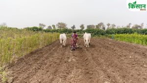 हरियाणा में बागवानी फसलों को बढ़ावा, विकसित होंगे क्लस्टर .. किसान करेंगे टिशू कल्चर आधारित खेती हरियाणा में बागवानी फसलों को बढ़ावा, विकसित होंगे क्लस्टर .. किसान करेंगे टिशू कल्चर आधारित खेती