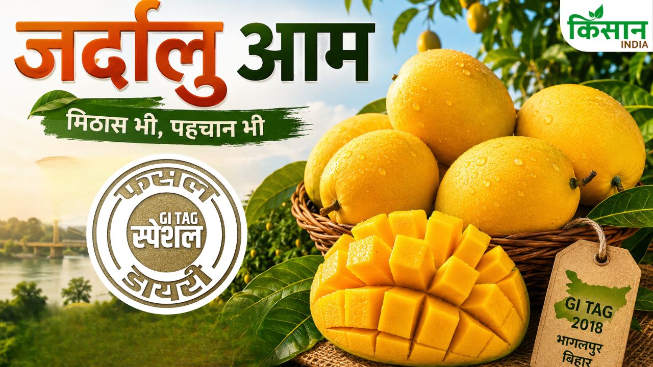 भागलपुर के आम ने बढ़ाई बिहार की शान, देश ही नहीं विदेशों में भी है डिमांड, GI टैग के बाद मिली पहचान