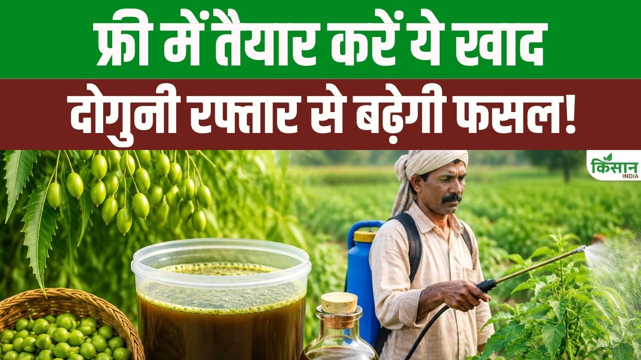 बिना एक पैसा खर्च किए तैयार करें देसी नीम खाद, तेजी से होगा फसलों का विकास