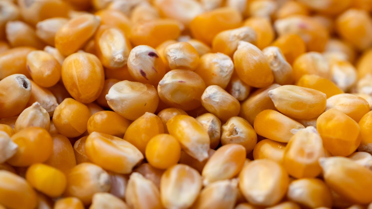 Maize Procurement Demands Begin Maize Procurement At Msp