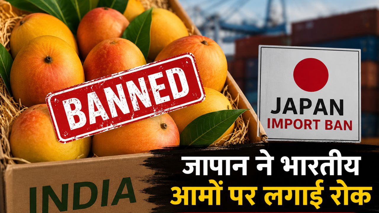 Mango Export Crisis: आखिर क्यों जापान ने लगाई भारतीय आमों पर रोक? समझिए क्या है पूरा विवाद