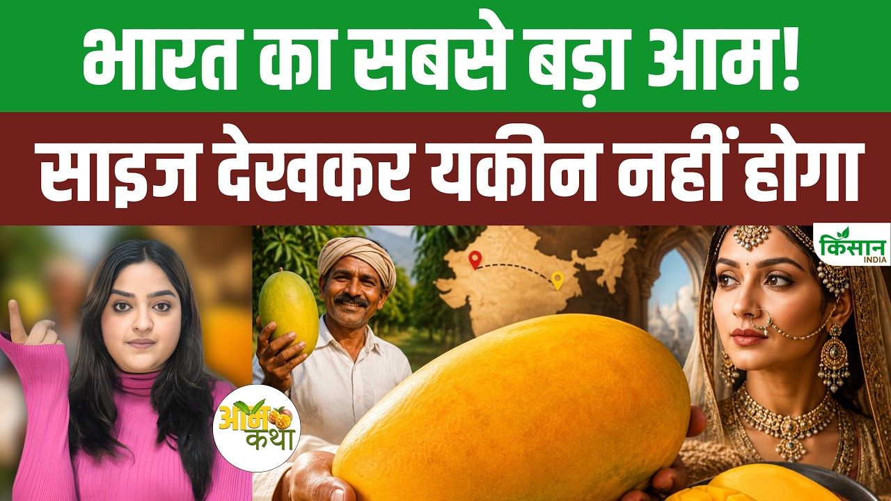 1000 रुपये में बिकता है एक पीस आम, आखिर क्या है इसकी खासियत.. लोग कहते हैं नूरजहां